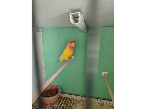 Kırmız Göz Sevda Papağanı Takım