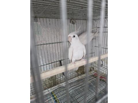 Sultan Papağanı Takım