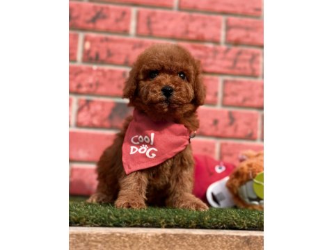 Safkan Toy Poodle Cinsi Yavrular