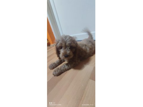 3 Aylık Dişi Ve Erkek Poodle