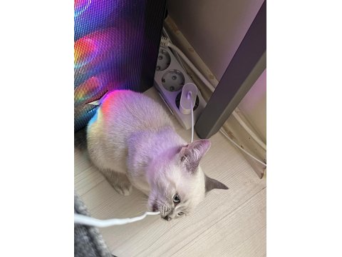 British Shorthair Blue Point Evladımı Sahiplendiriyorum