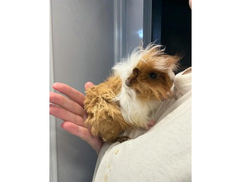 Sütten Kesilen Ele Alışık Yavru Guinea Pig