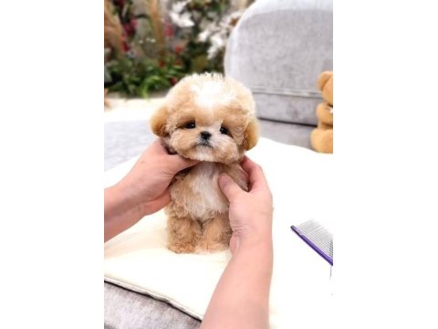 Kore Matipoo Köpeği Yavrularım
