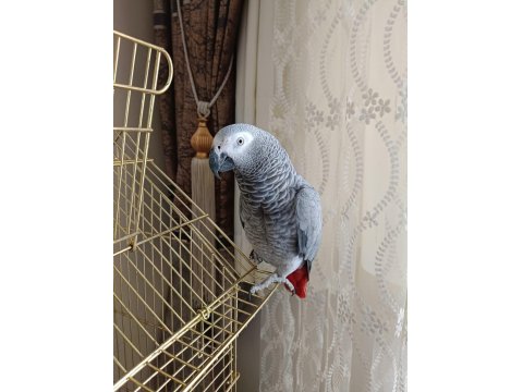 Jako Papağanı Kafesi İle Beraber