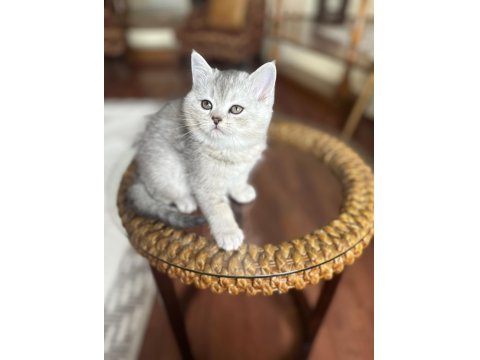 British Shorthair Dişi Yavru Kedi Brı As 22