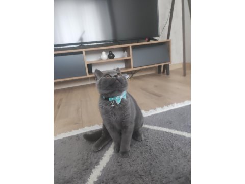 British Shorthair Çok Akıllı Kedimiz