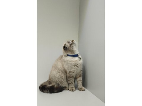 Blue Point 2 Yaşında Scottish Fold