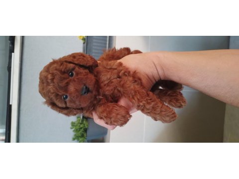 Toy Poodle Yavrularımız Ömürlük Ailelerini Bekliyor