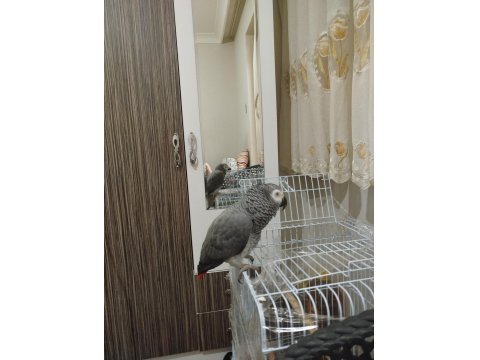 Üst Düzey El Beslemesi Jako Papağanı