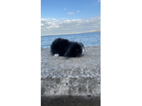 Hollanda Lop Tavşanlar Her İle Gönderilir