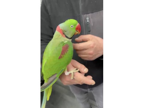 2 Yaşında Konuşan Erkek Alexander Papağanı
