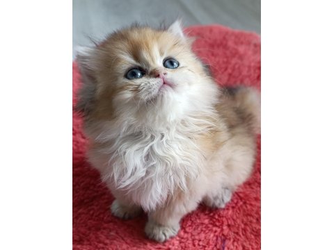Safkan British Longhair Golden Dişi