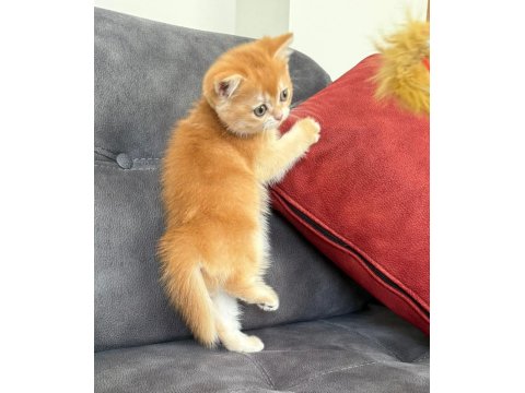 Kusursuz Renk Anne Baba Şecereli Golden British Shorthair