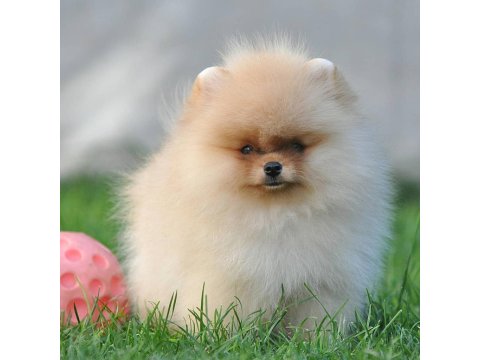Pomeranian Boo Yavru Köpekler