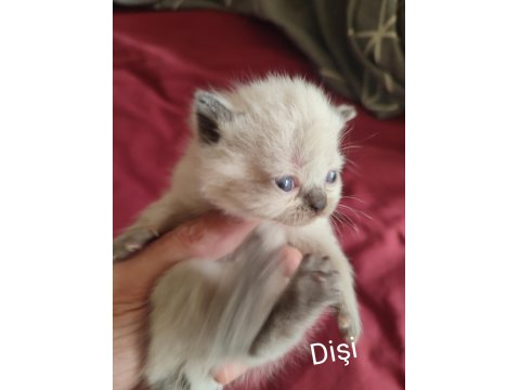 Farklı Cins Kediler Mevcuttur