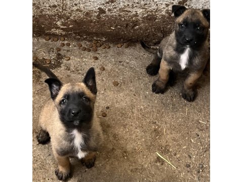 A++ Belçika Malinois Yavrular