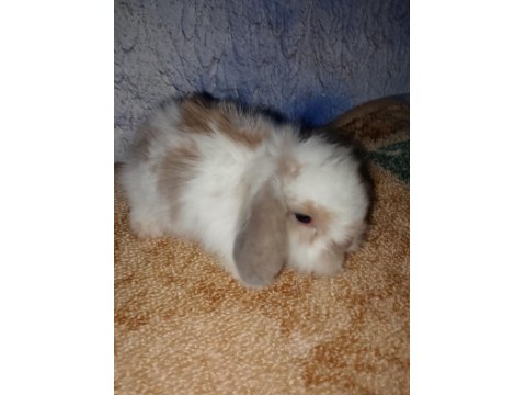 Teddy Lop Tavşanı Yavrular