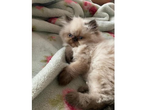 İran Himalayan Tatlı Kedimize Yuva Arıyoruz