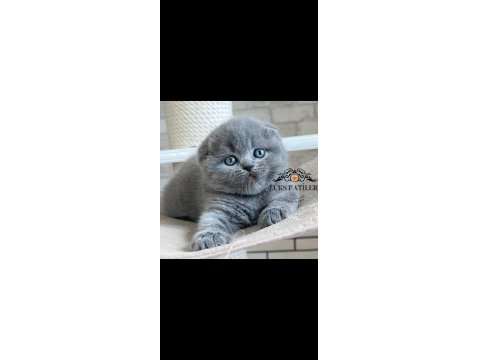 Ayıcık Surat Gri Scottish Fold Shorthair
