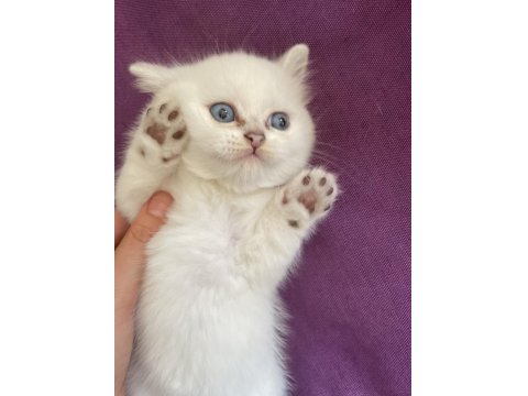 Safkan Beyaz British Sağlıklı Yavrularımız