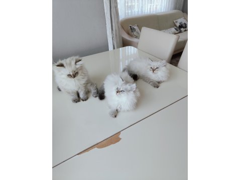 İki Aylık British Longhair Eğitimliler