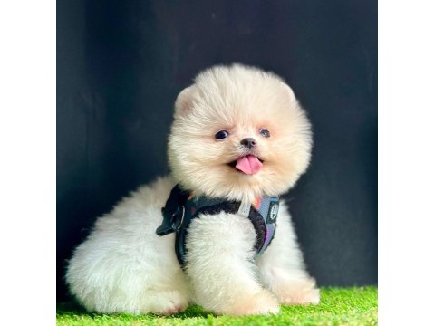 Safkan Ve Karneli Pomeranian Boo Yavrularımız