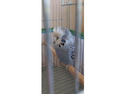 2022 Li Tecrübeli Show Jumbo Muhabbet Kuşu