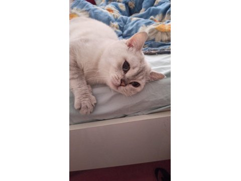 Sevimli Oyuncu Kedimiz Ares Ücretsiz Sahiplendirilecektir