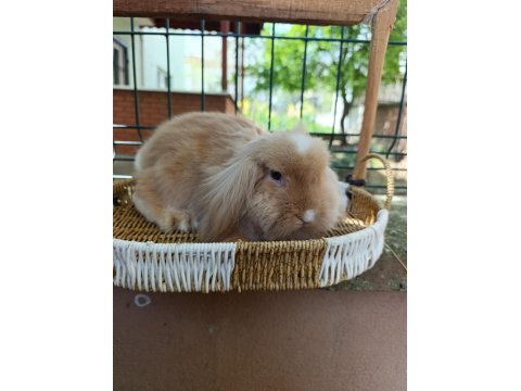 3 Aylık Hollanda Teddy Lop Takım Tavşanlar
