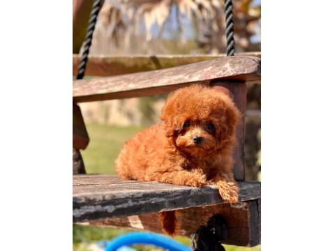 Poodle Çiftliğinden Micro Boy Poodle Yavrularımız
