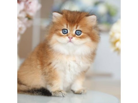 Nadir Görülen Golden British Longhair