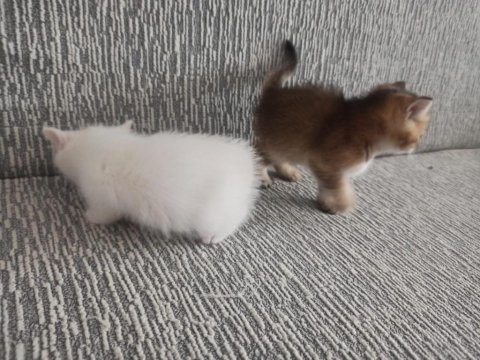 2 Aylık Yavru British - Van Kedisi Melezi