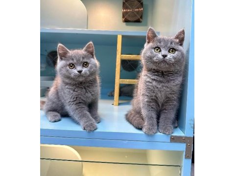 Sevimli British Shorthair Yavruları