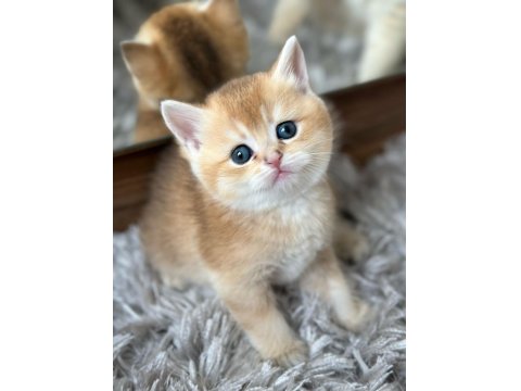 Golden Pofuduk Bir British Kız