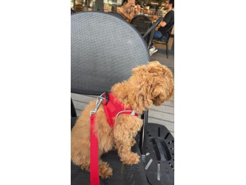 Toy Poodle 2,5 - 3 Aylık