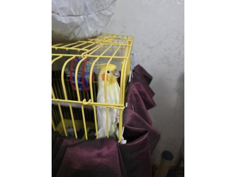 Sultan Papağanı 3 Yaşında Gayet Akıllı Konuşuyor