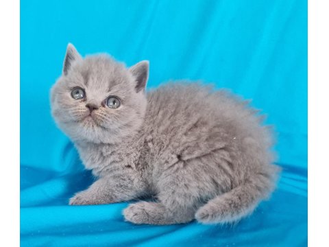 Scottish Yavrular Sahibinden