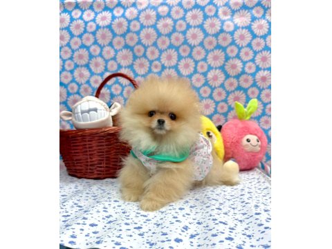 Safkan Pomeranian Boo Irkı Yavrularımız