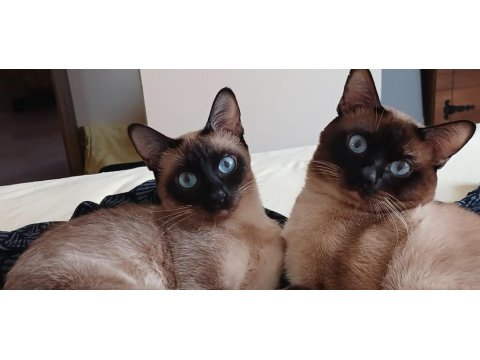 Safkan Siyam Kedisi Yavruları