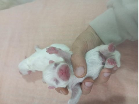 Süt Beyaz Ayı Surat Pomeranian Boo Anne Bana Kalitelidir