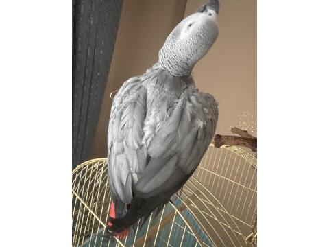 Erkek 3,5 Yaşında Jako Papağanı
