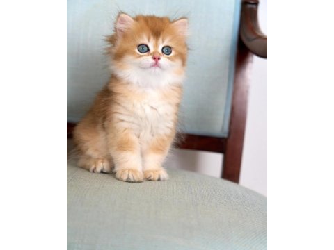 Golden Yeleli British Longhair Yavrumuz