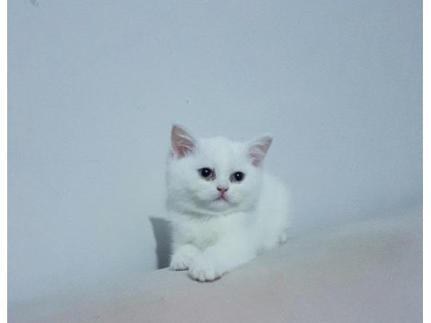 Cana Yakın Uysal Sevgi Dolu British Shorthair Yavruları