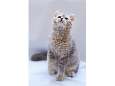 Kıvırcık Tüylü British Shorthair Kediler