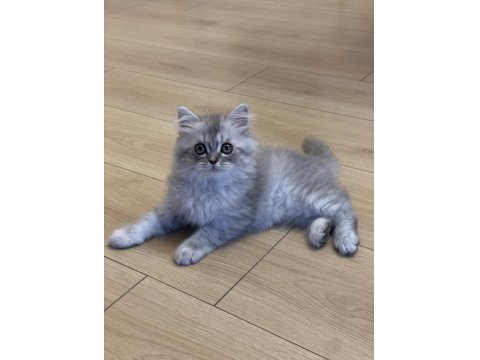 2 Aylık Yavru Chinchilla Melezi Kedimiz