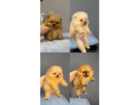 Üst Düzey Pomeranian Boo Yavrular