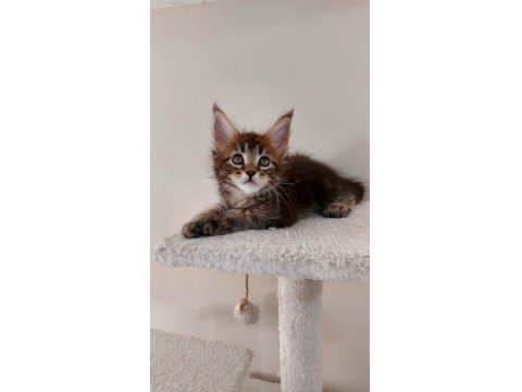 Full Şecereli Maine Coon Unvanlı Ebeveynlerden Polydactil