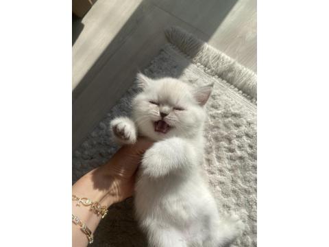 1 Aylık Maviş British Shorthair Yavrularımız