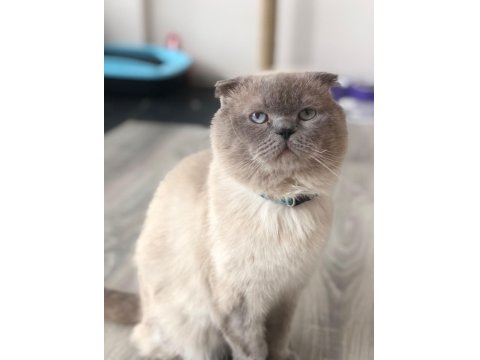 Scottish Fold Blue Point Sahiplendirilecek