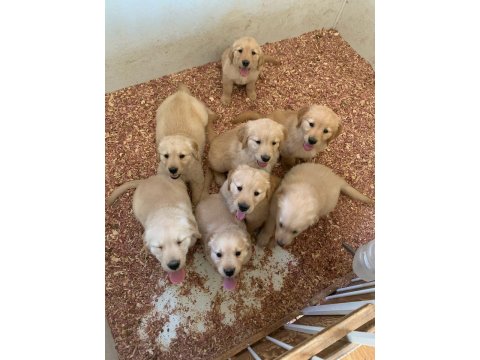 Vecihiden Safkan Babyface Golden Retriever Bebekler